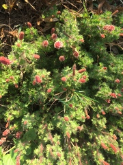 Acalypha radians