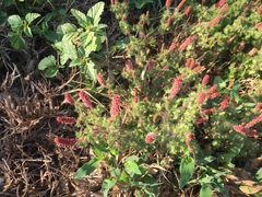 Acalypha radians