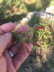 Acalypha radians