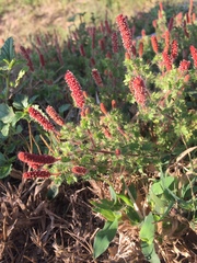 Acalypha radians