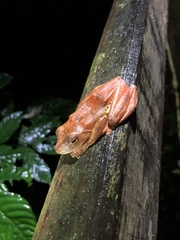 Rhacophorus pardalis