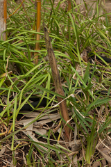 Phyllostachys vivax