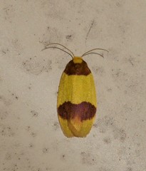 Heterallactis euchrysa