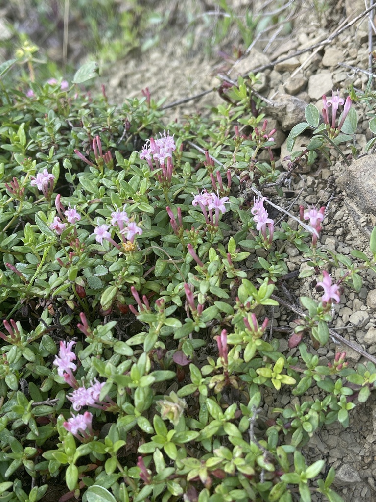 Thymus serpyllum