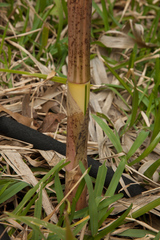 Phyllostachys vivax