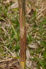 Phyllostachys vivax
