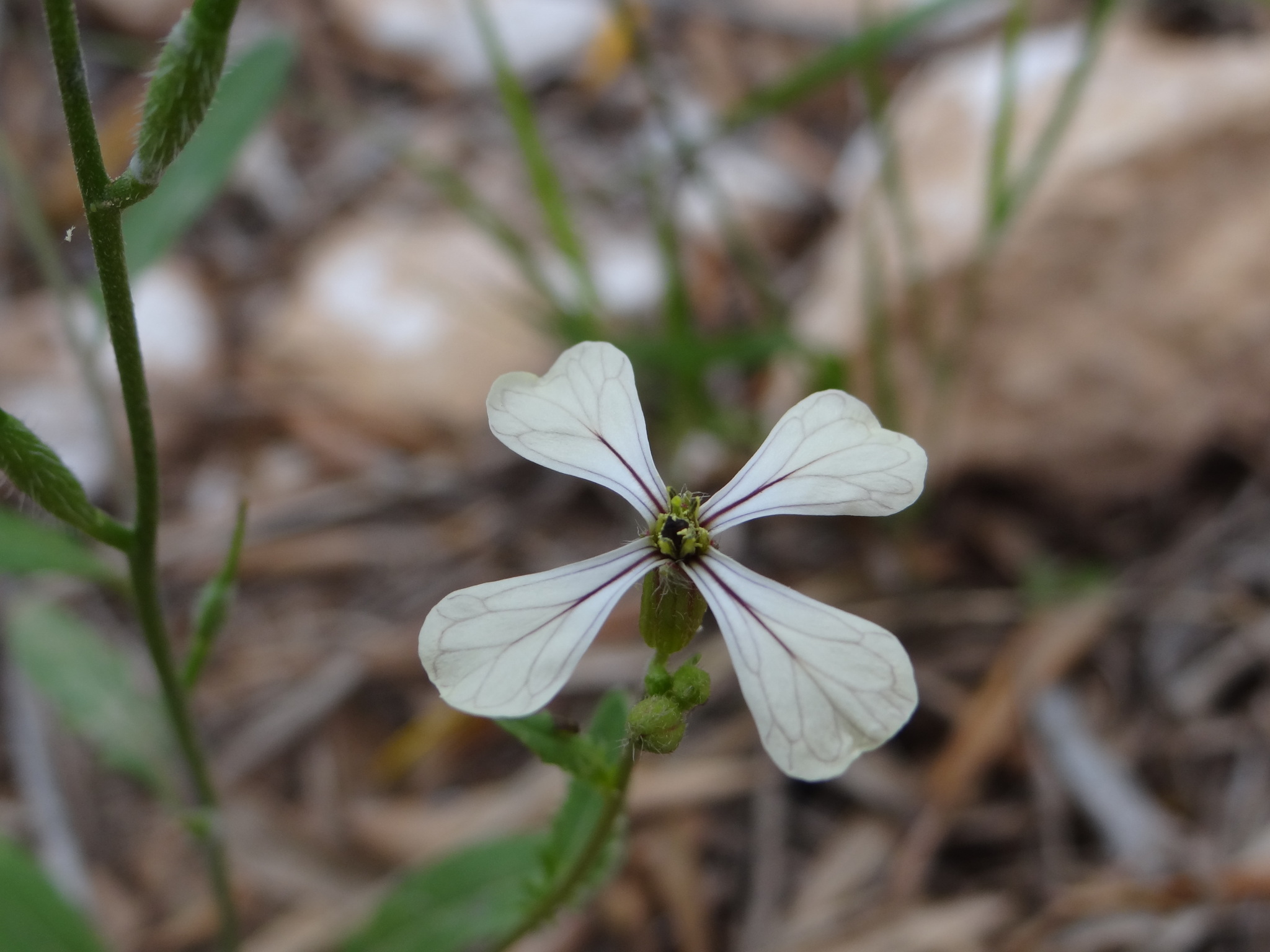 Eruca longirostris
