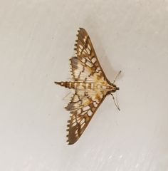 Epipagis fenestralis