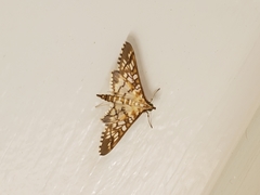 Epipagis fenestralis