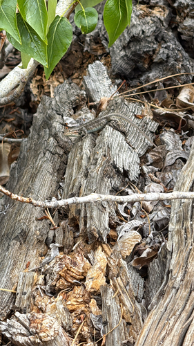 iNaturalist observation photo of Common Sagebrush Lizard