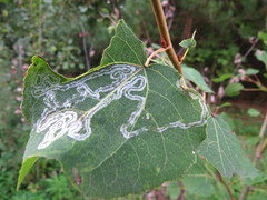 Phyllocnistis labyrinthella