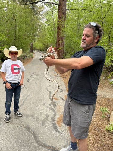 iNaturalist observation photo of Gopher Snake