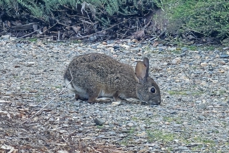 Sylvilagus bachmani cinerascens