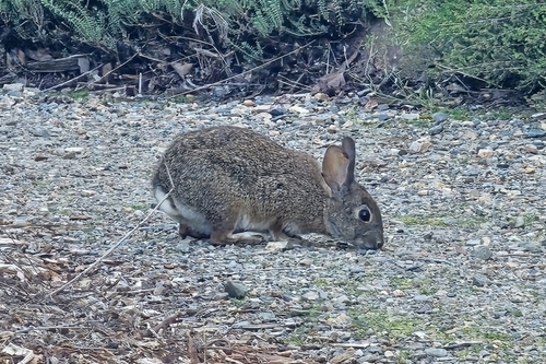 Sylvilagus bachmani cinerascens