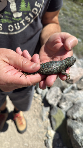 iNaturalist observation photo of Western Fence Lizard