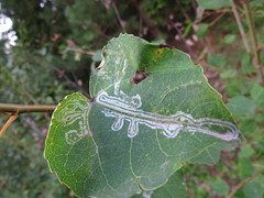 Phyllocnistis labyrinthella