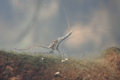Caridina