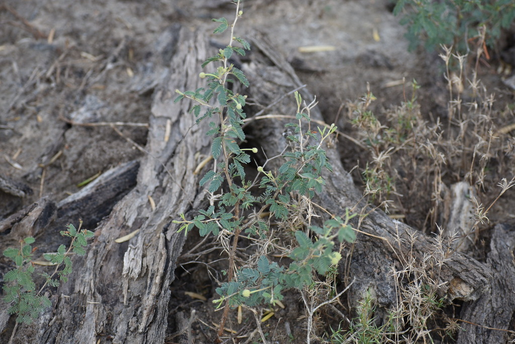 Prosopis cinerascens (A.Gray) Benth. 4