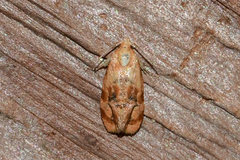 Cochylis bucera