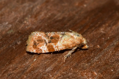 Cochylis bucera