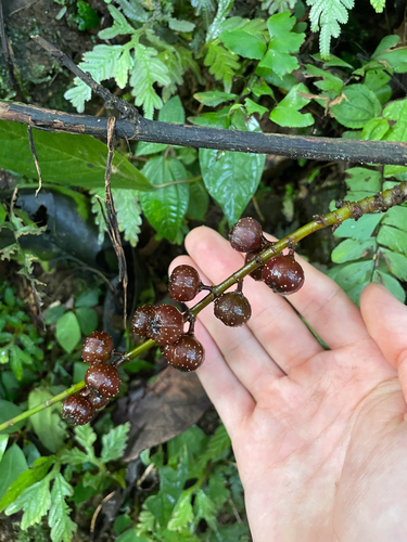 Ficus ribes observed 2024-10-05