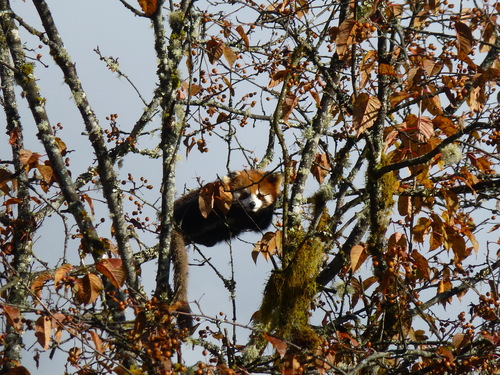 Chinese Red Panda