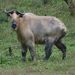 Takin - Photo (c) Sheelagh Halsey, some rights reserved (CC BY-NC), uploaded by Sheelagh Halsey