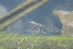 Macrobrachium formosense