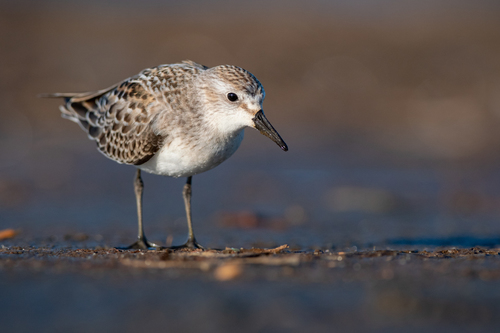 Semipalmated Sandpiper