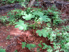 Cnidoscolus elasticus