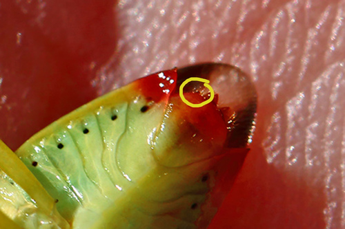 Krūminė Skydblakė nuotrauka