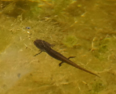 Pleurodelinae