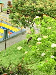 Turdus fuscater