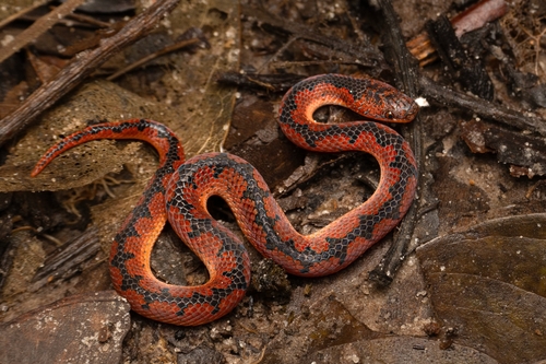 Wucherer's Ground Snake