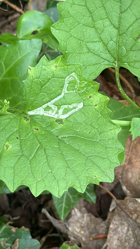 Cabbage leafminer photo 3