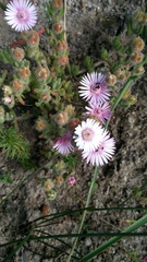 Drosanthemum hispifolium