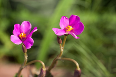 Anacampseros rufescens