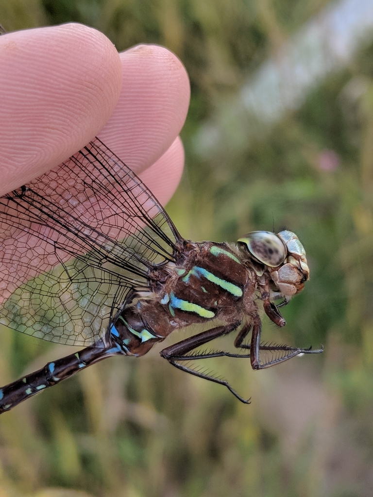 Shadow Darner from McDavitt Township, MN, USA on September 6, 2019 at ...