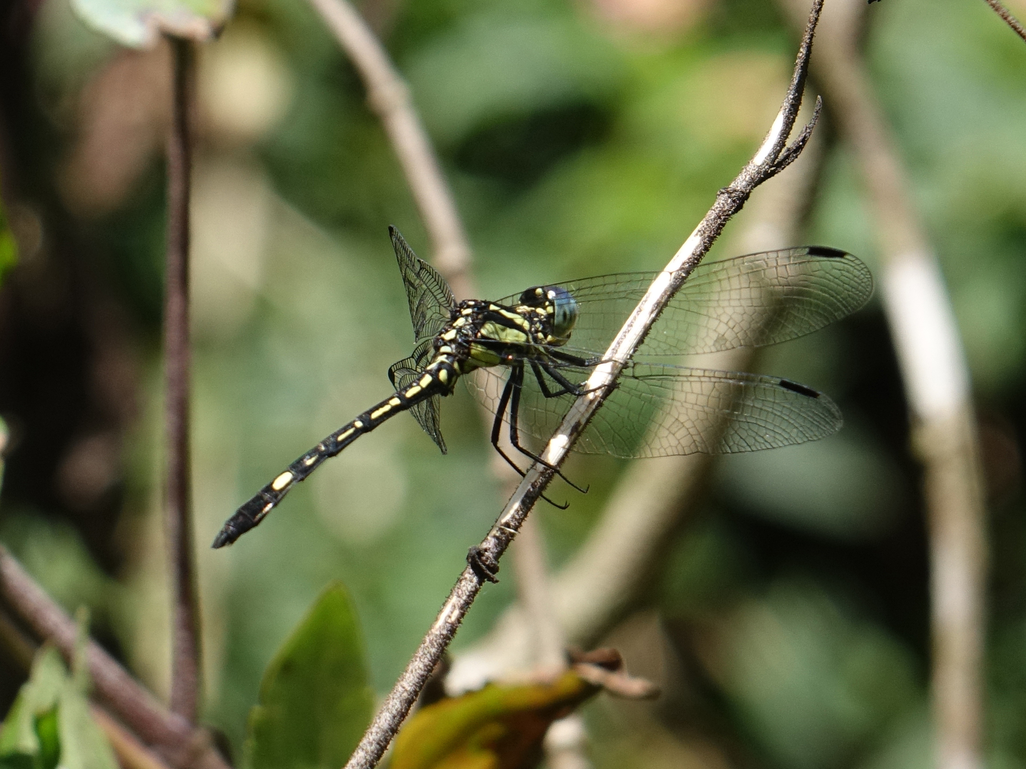 Blue Hawklet