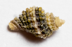 Ocinebrina