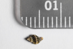 Ocinebrina