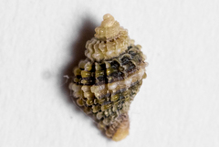 Ocinebrina