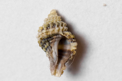 Ocinebrina