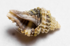 Ocinebrina
