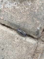 Porcellio ornatus