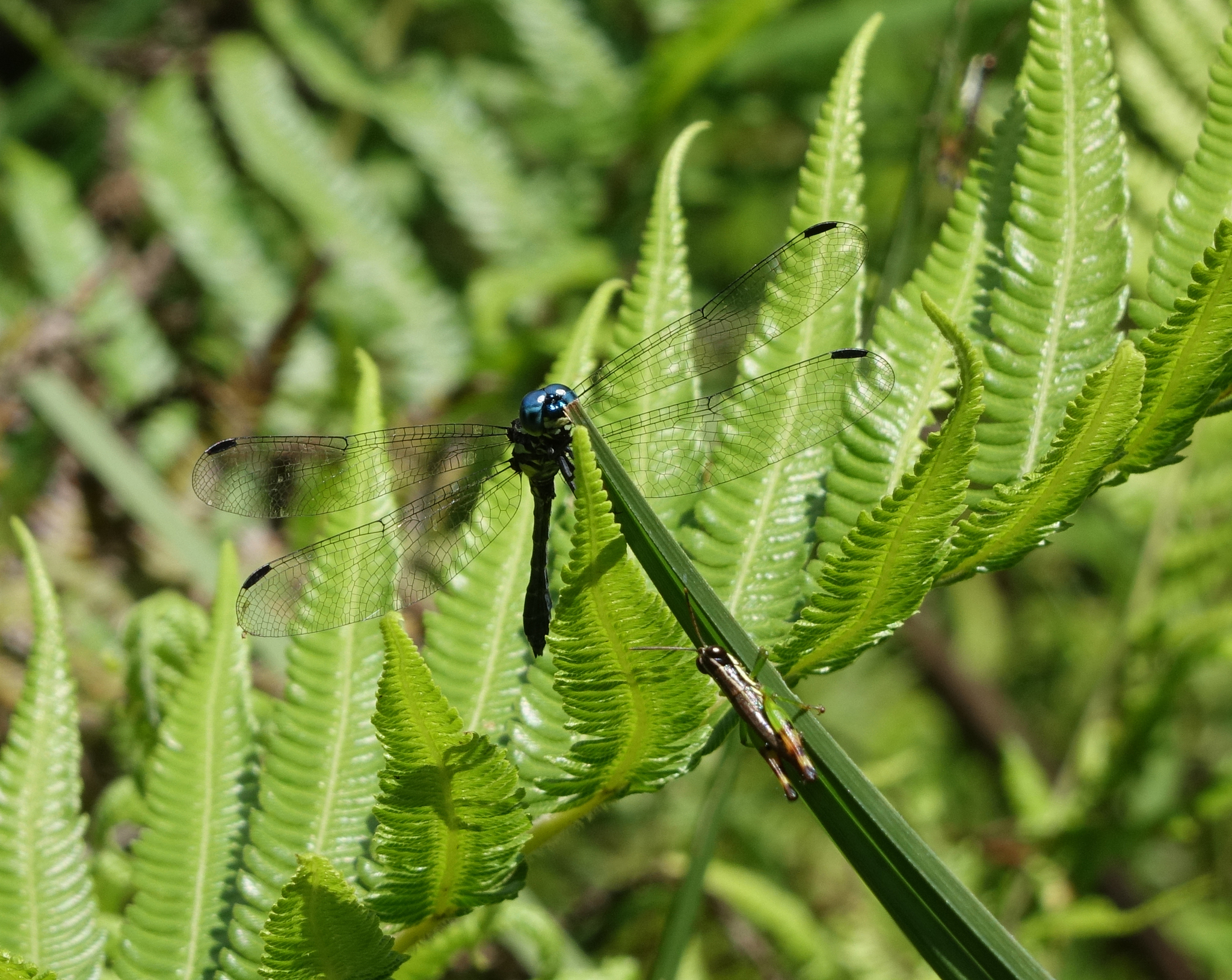 Blue Hawklet