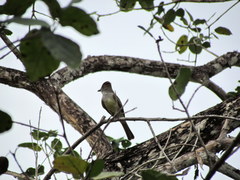 Myiarchus tyrannulus