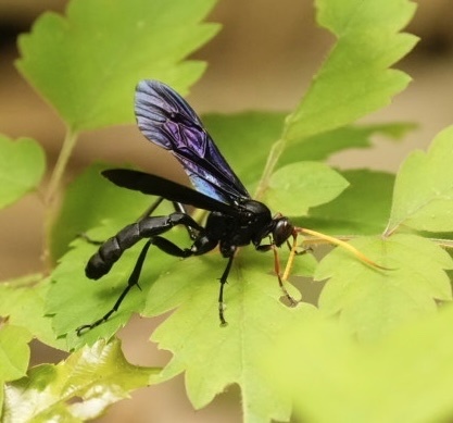Bent-shielded Besieger Wasp photo 5