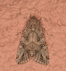 Anarta trifolii