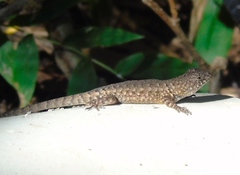 Sceloporus nelsoni